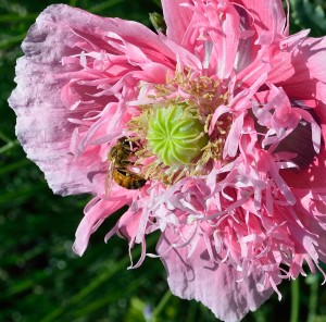 Poppy Peony with Bee